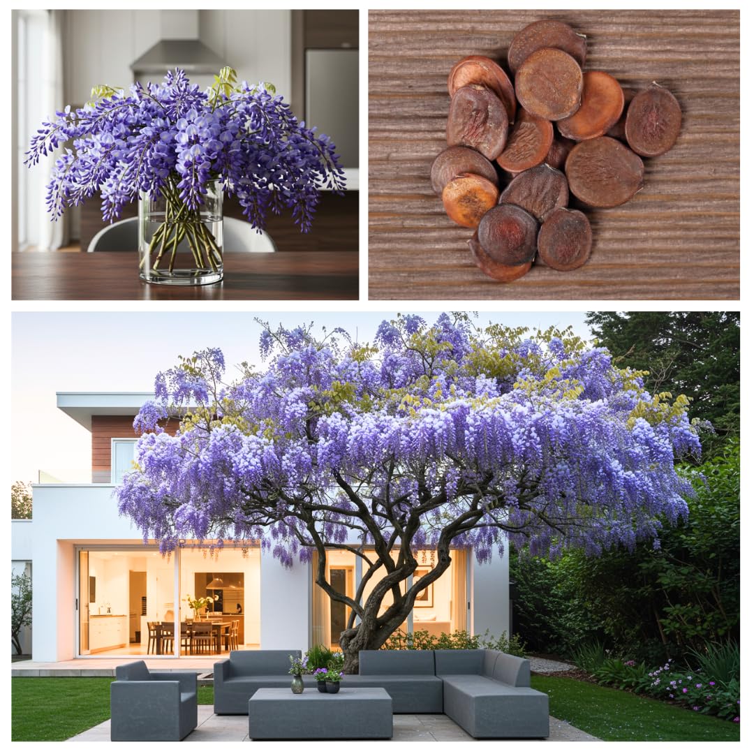 Amazon.com : Purple Chinese Wisteria Seedlings for Planting - Live